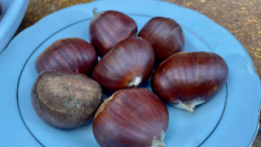 Kestane Fidanı Dağıtımı